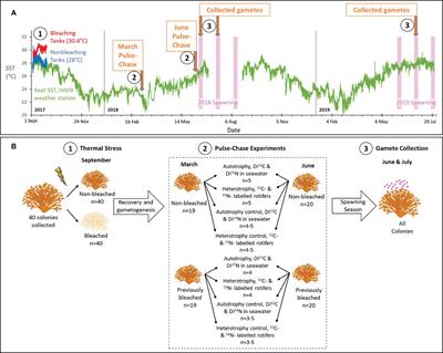 Coral trophic pathways impact the allocation of carbon and nitrogen for egg development after bleaching